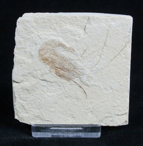 Fossil Shrimp Carpopenaeus From Lebanon #1795